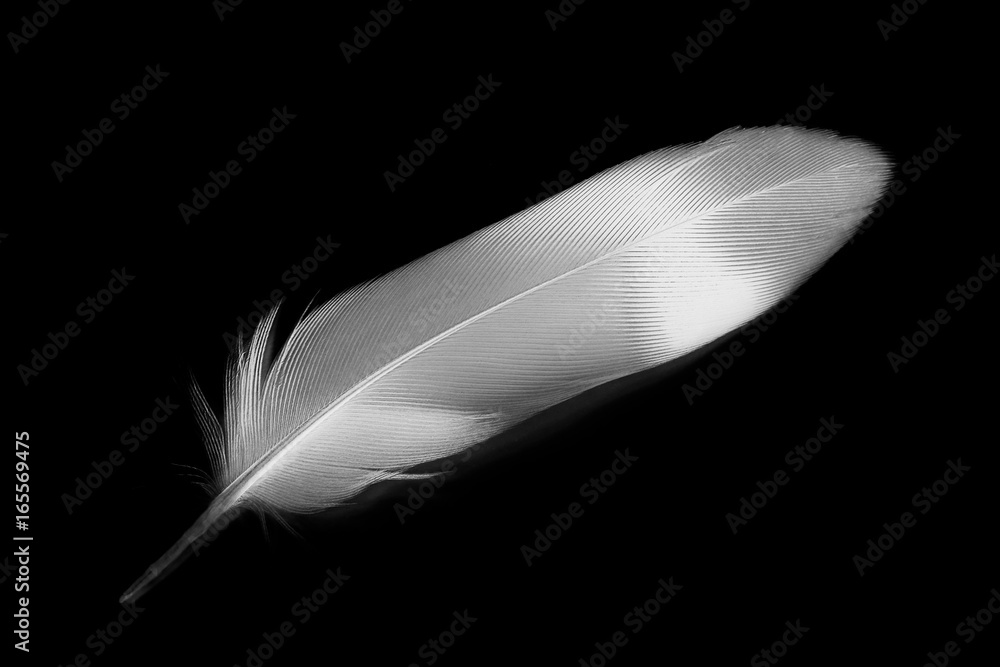 Obraz premium white feather on black background