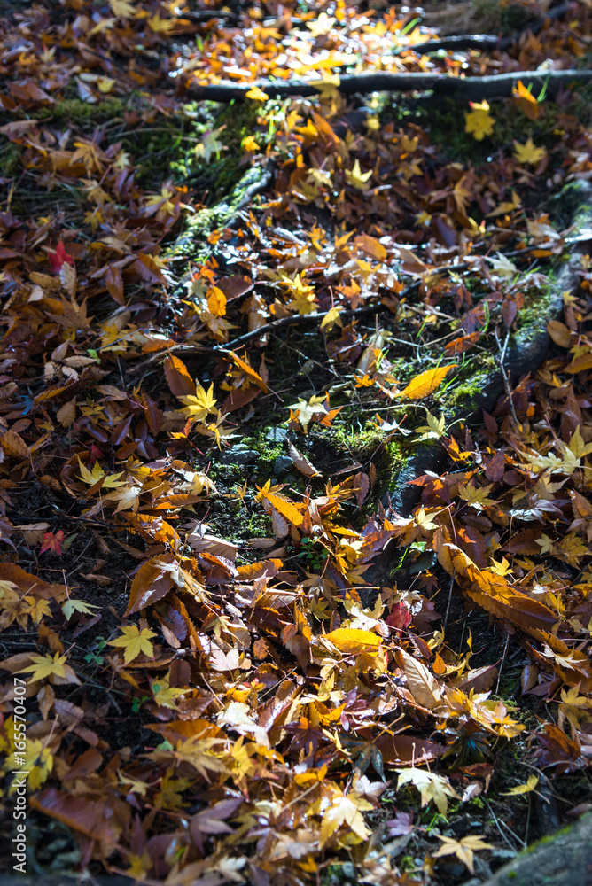 Ginkgo leaves fall, filled the floor, on green grass background.  the autumn colors of The ginkgo tree is a yellow discoloration