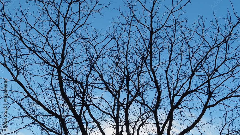 Dried tree against blue sky Dried tree against blue sky