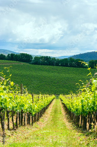 Chianti vineyard landscape in Tuscany