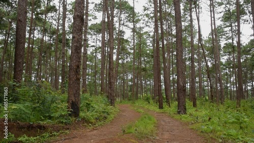 Wallpaper Mural Pine tree in nature forest, north of thailand  Torontodigital.ca