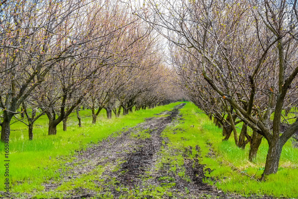 Apple orchard in early spring