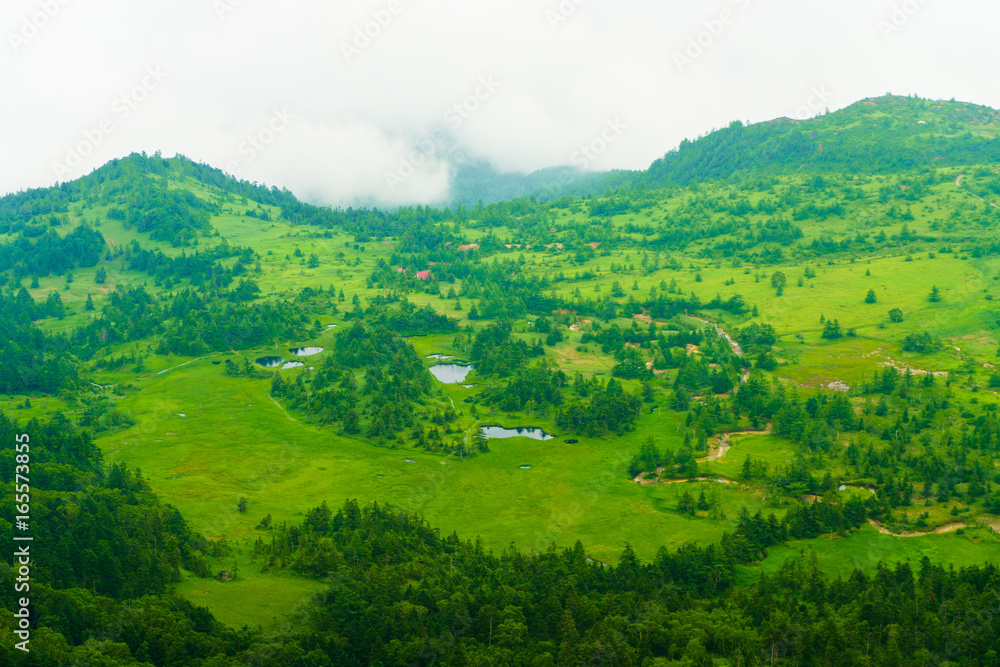 Obraz premium 湿原