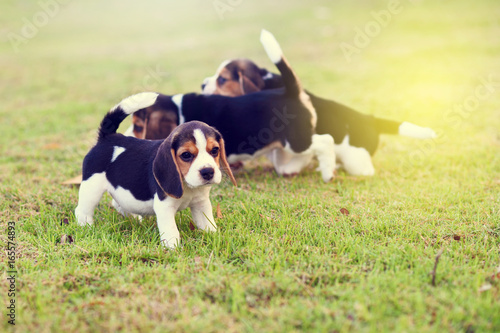 Cute Beagles in garden © jarun011