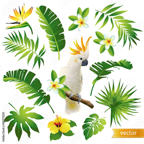Set with tropical leaves, flowers and bird. Vector illustration.