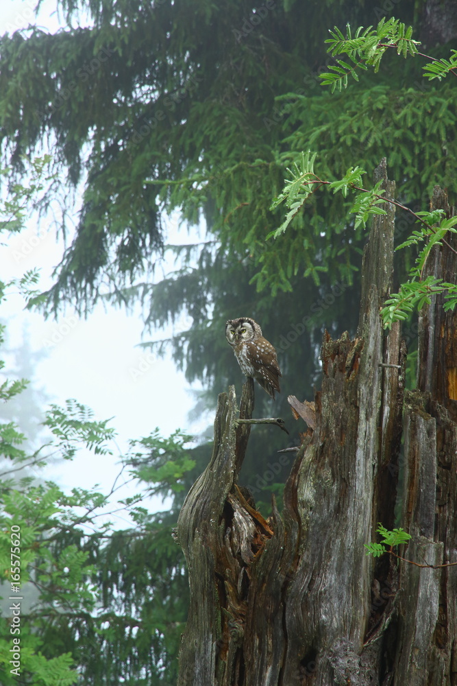 Obraz premium Waldkauz auf einen Baumstumpf