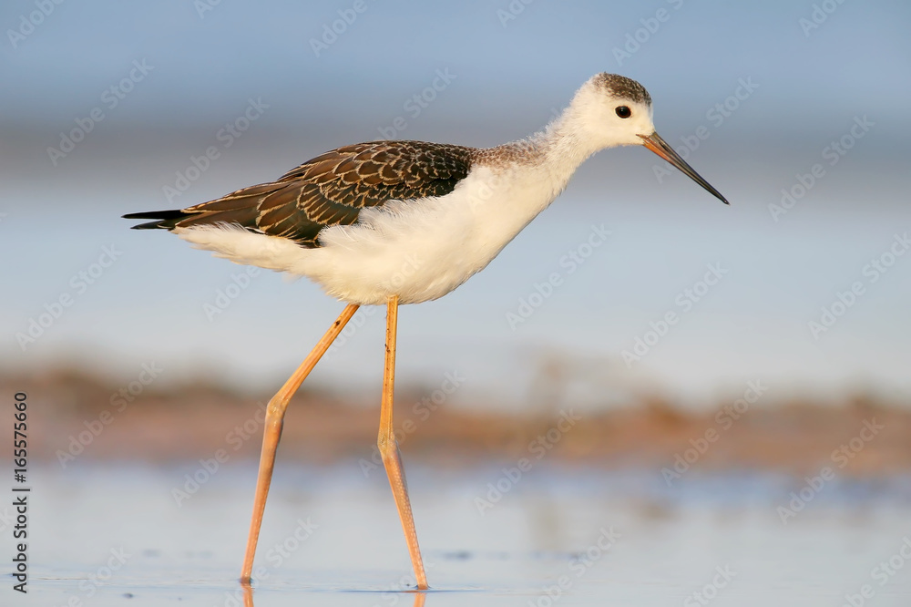 Unusual Portrait of young black-winged stilt in soft morning light from short distance. Unusual Portrait of young black-winged stilt in soft morning light from short distance.