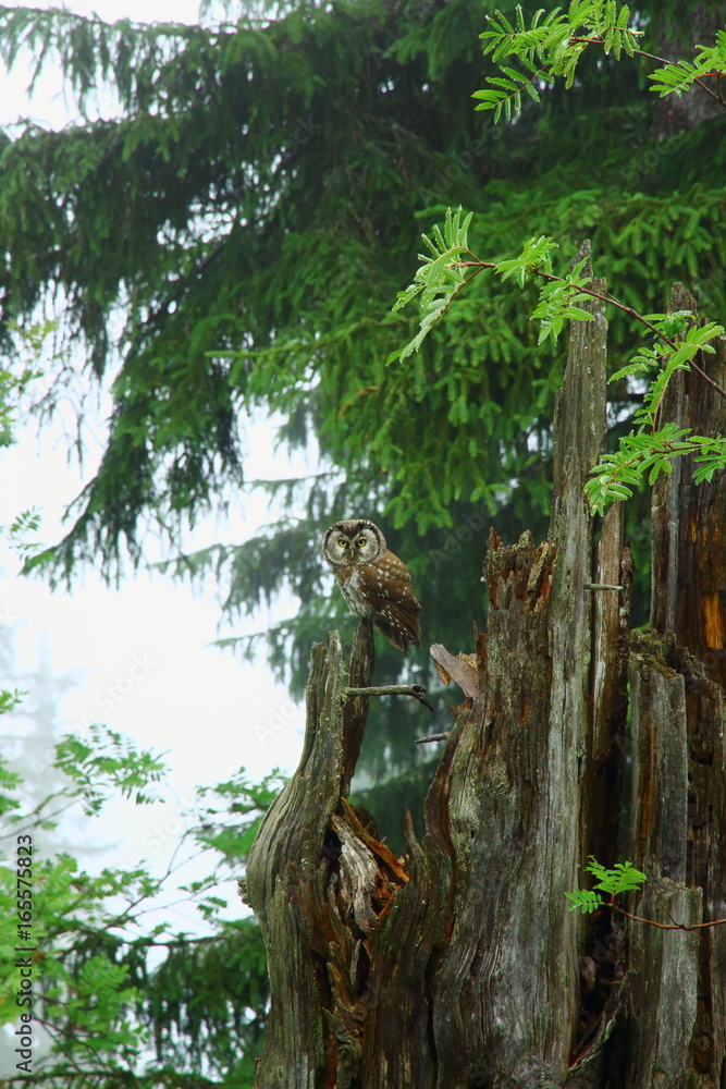 Fototapeta premium Raufußkauz auf einen Baumstumpf