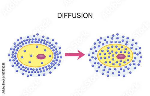 Diffusion Across Cell Membranes