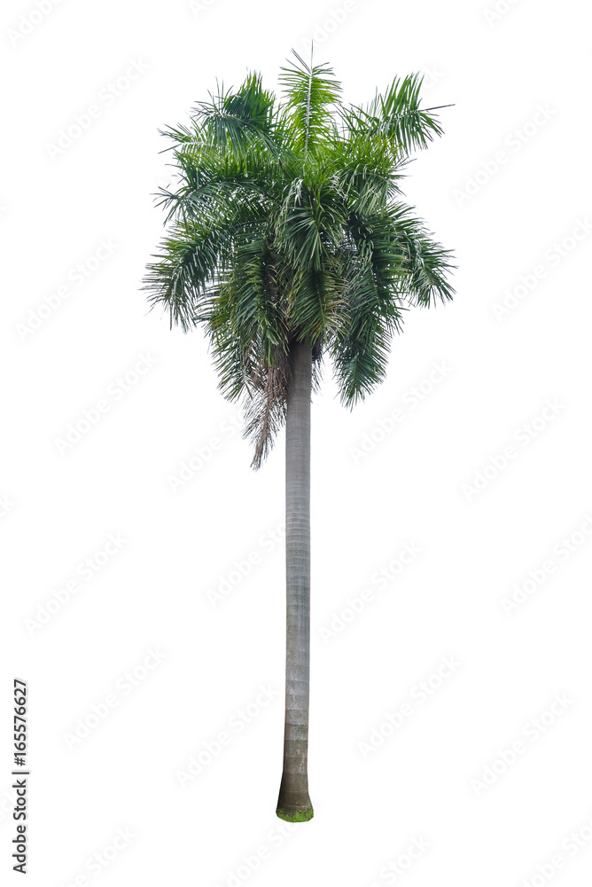 Green beautiful palm tree isolated on white background Green beautiful palm tree isolated on white background