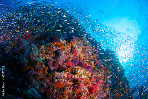 School of Fish over Coral Reef in Similan island, Thailand, Scuba diving Underwater seascape concept.