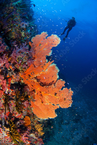 Wonderful underwater world with a beautiful soft coral reef and a big colourful sea fan, Scuba Diver backdrop, in South Andaman, Thailand, Scuba diving Underwater seascape concept.