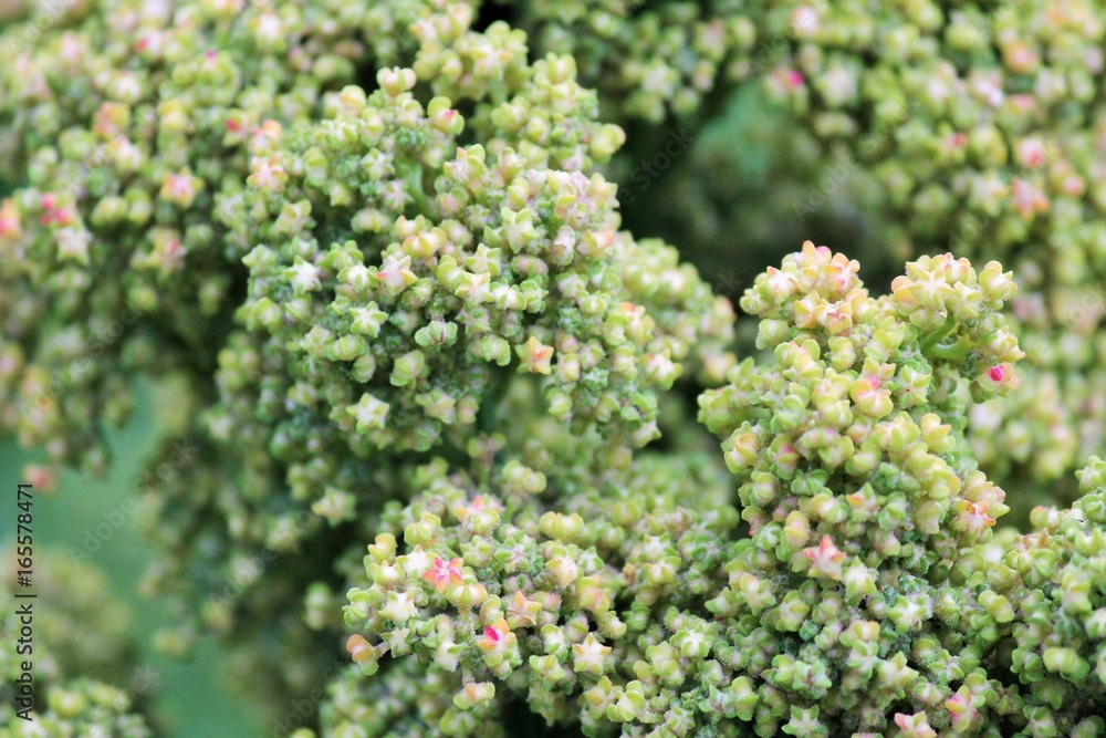 Quinoa plant growing background superfood sprouted quinoa seed food crop grows at farm with copy space stock, photo, photograph, image, picture Quinoa plant growing background superfood sprouted quinoa seed food crop grows at farm with copy space stock, photo, photograph, image, picture