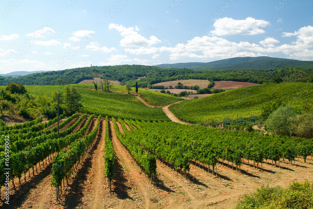 Vineyard in Tuscany