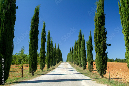 Cypress trees in a rural area near Florence, Italy