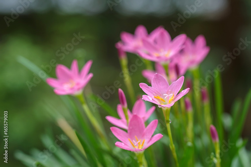 purple  rain lily flower