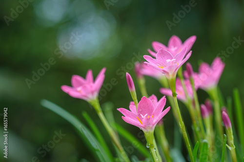 purple rain lily flower