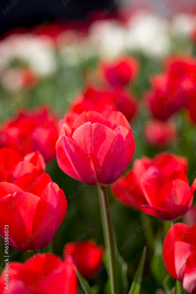 Beautiful red tulips in nature Beautiful red tulips in nature