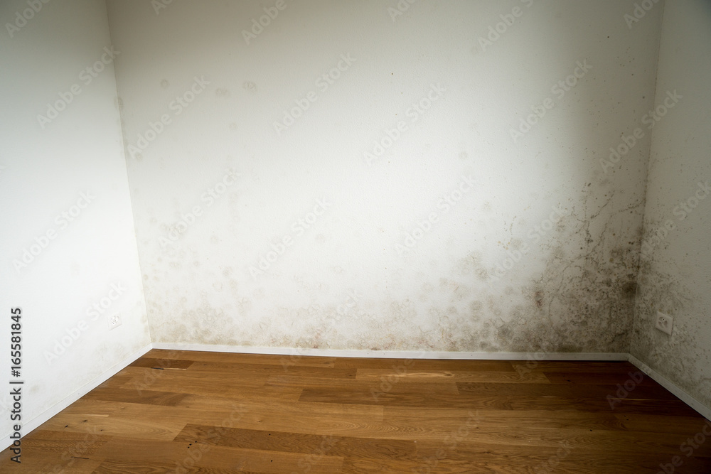 new and empty apartment with wood floor and white wall and a serious mildew and mold problem - obrazy, fototapety, plakaty 