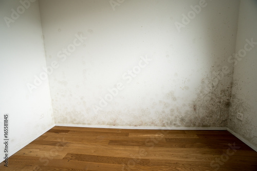 new and empty apartment with wood floor and white wall and a serious mildew and mold problem photo