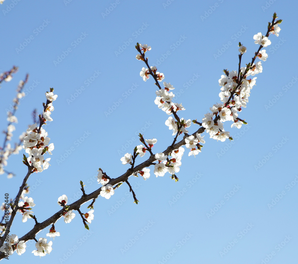 Spring flowering of trees