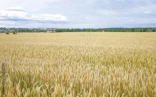 ears of wheat before the harvest