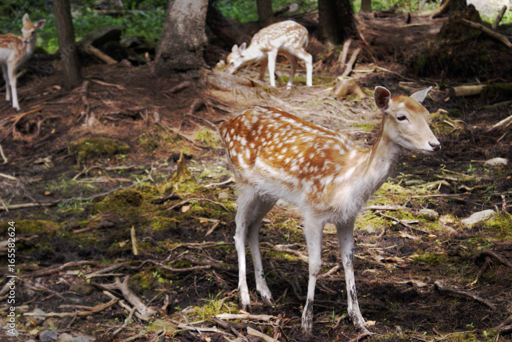 Forest Friendly Deer Forest Friendly Deer