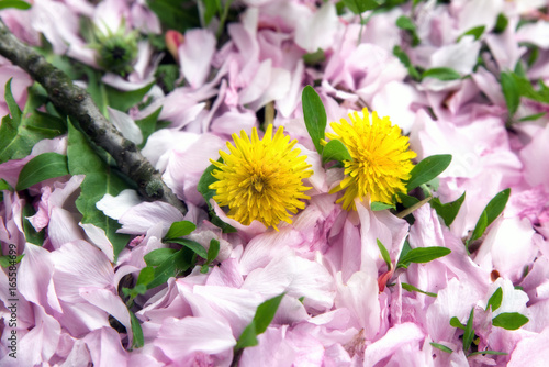 Fototapeta Naklejka Na Ścianę i Meble -  Yellow dandelion and cherry blossom