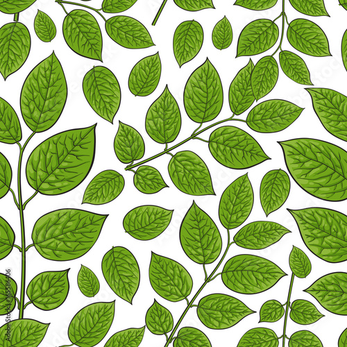 Seamless pattern of beautiful birch, honeysuckle leaves, twig, branches, sketch style vector illustration on white background. Hand drawn honeysuckle twig, birch leaves in seamless pattern