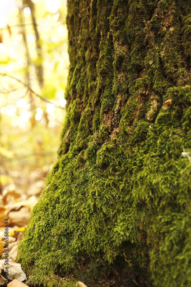 Obraz premium forest moss