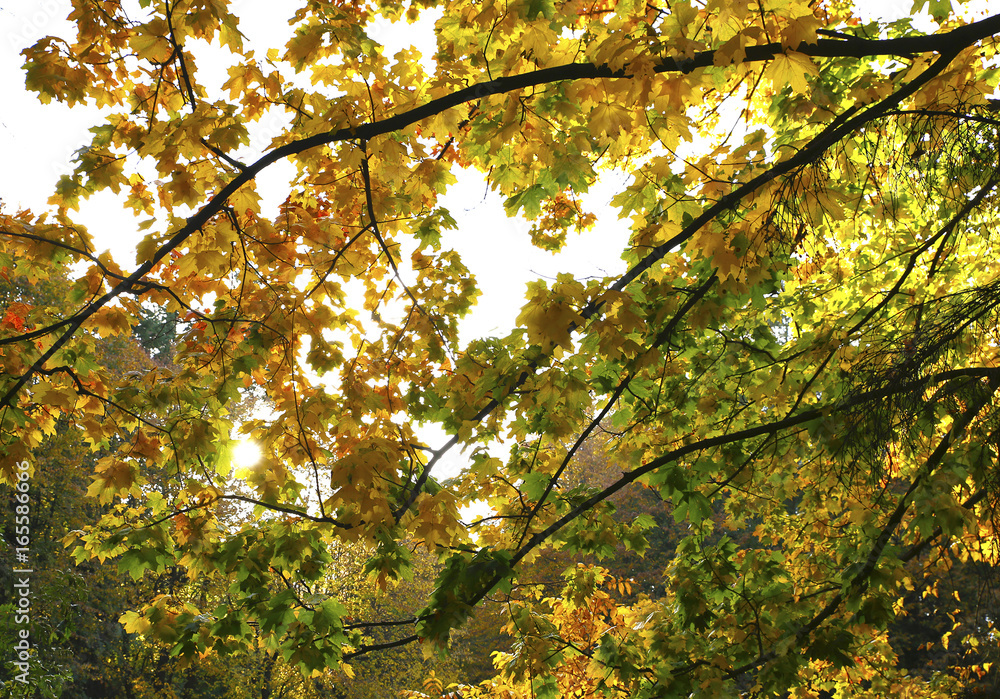 Different views of autumn scenery Different views of autumn scenery