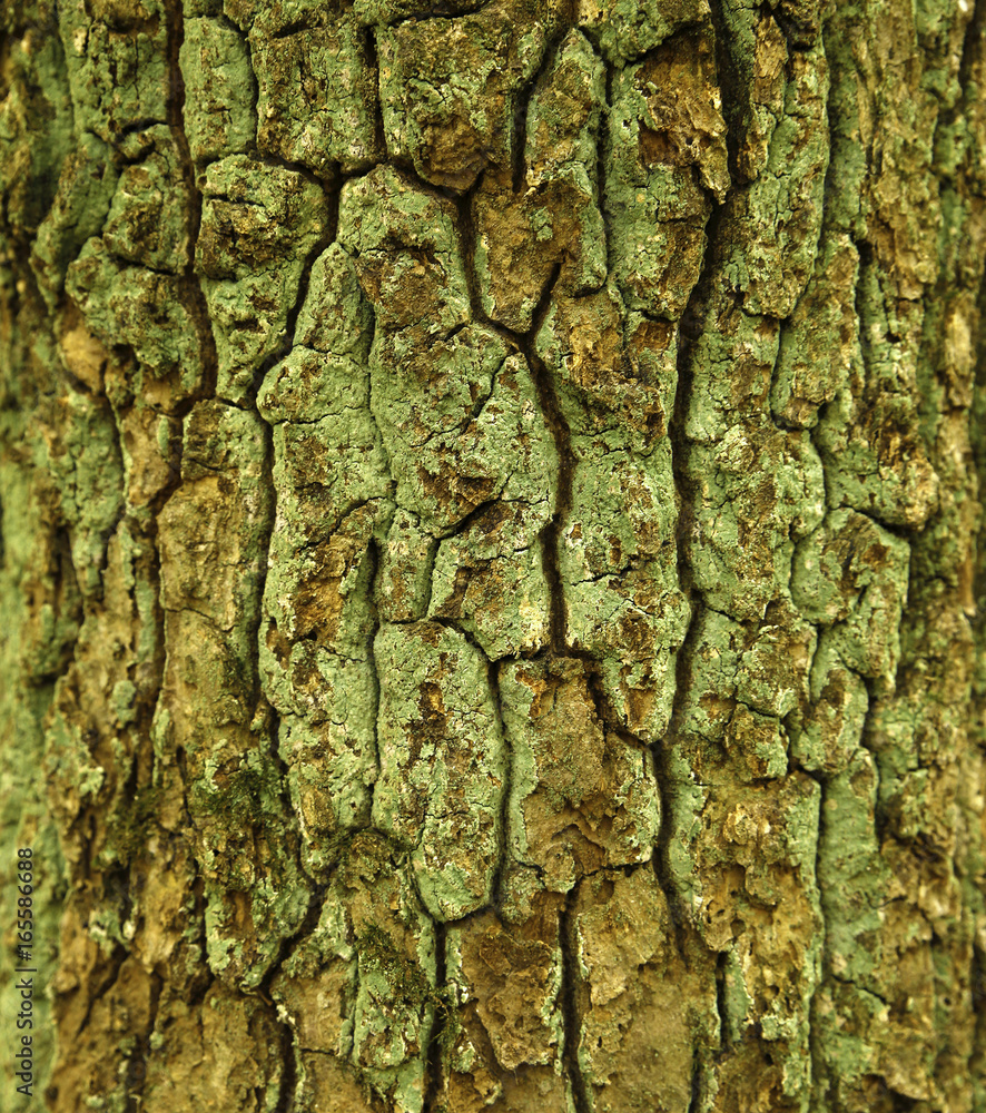 bark of tree bark of tree