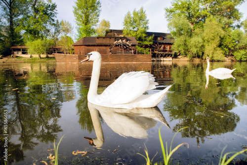 Swan on river Danube and watermill in Kolarovo, Slovakia