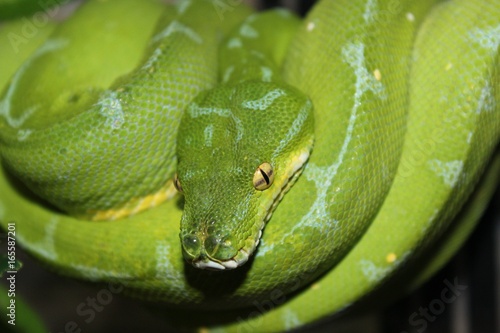 serpent vert