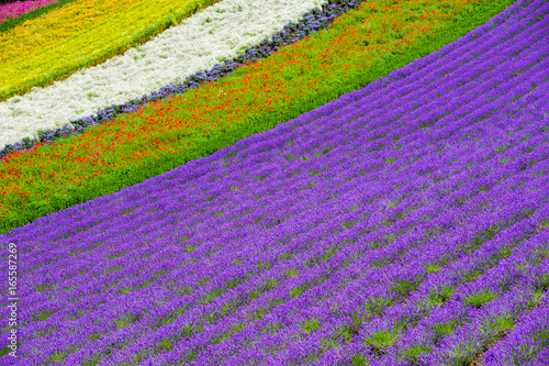 lavender and flower fields in the garden ,furano in Japan on summer time © OHishi_Foto