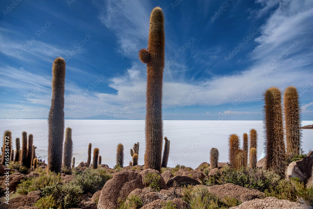 Incahuasi Island Cactus Island Lokated At Salar De Uyuni The Largest Incahuasi Island Cactus Island Lokated At Salar De Uyuni The Largest