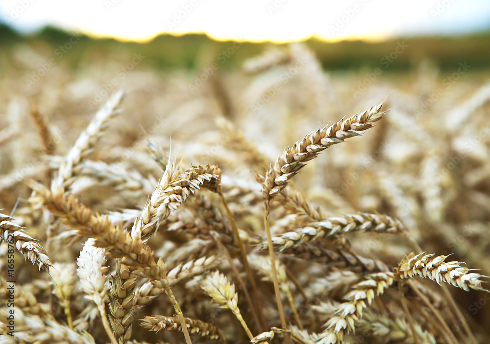 ears of wheat before the harvest ears of wheat before the harvest