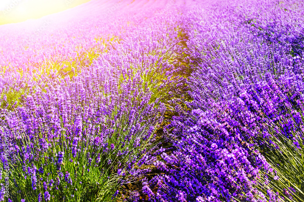 Obraz premium lavender fields in the garden ,furano , Hokkaido in on summer time,Japan