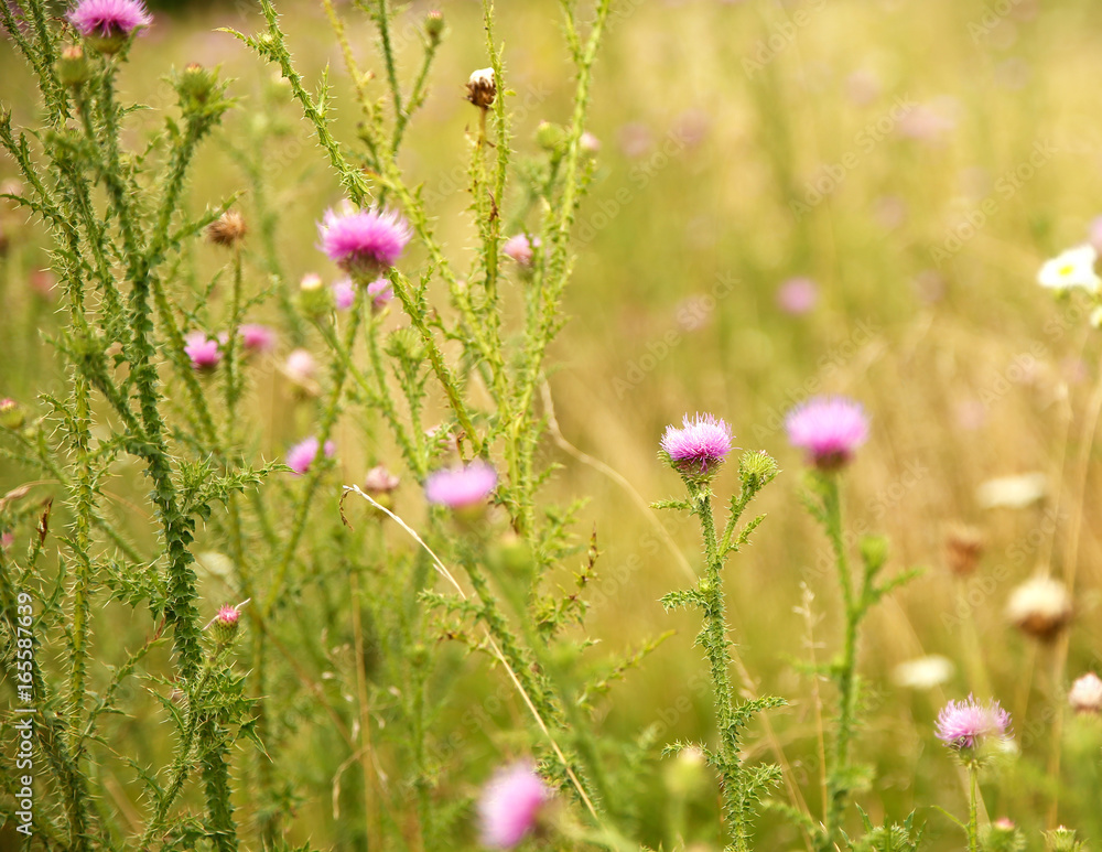 various wild flowers