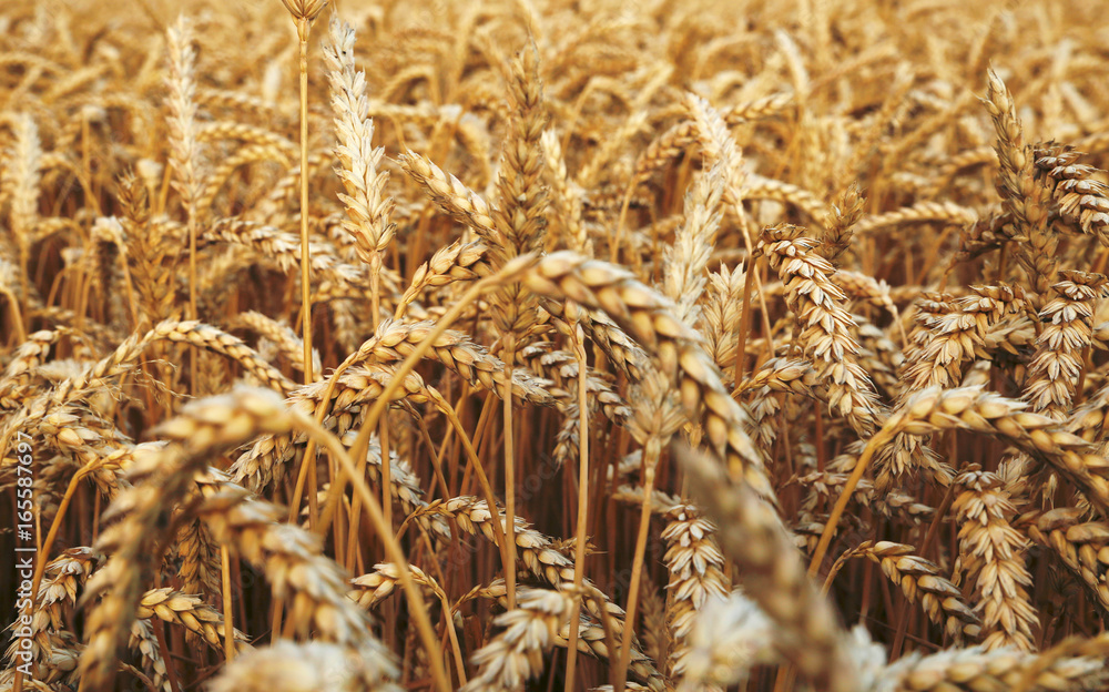 Fototapeta premium ears of wheat before the harvest