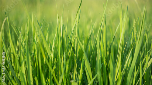Grass Field Natural Blurred Background