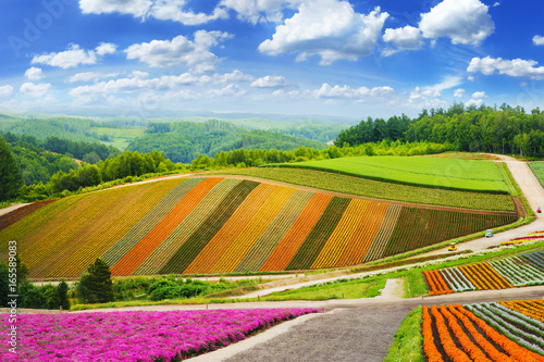 фотографія flower fields in the garden ,furano in Japan on summer time
