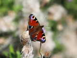 European peacock butterfly	