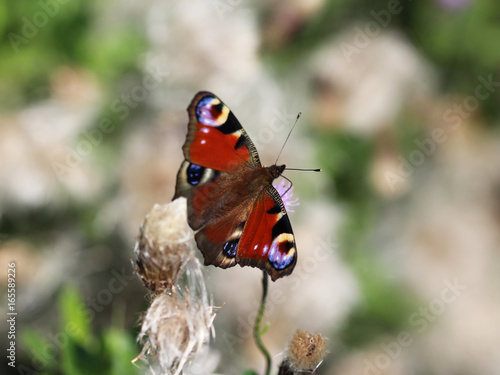 European peacock butterfly 