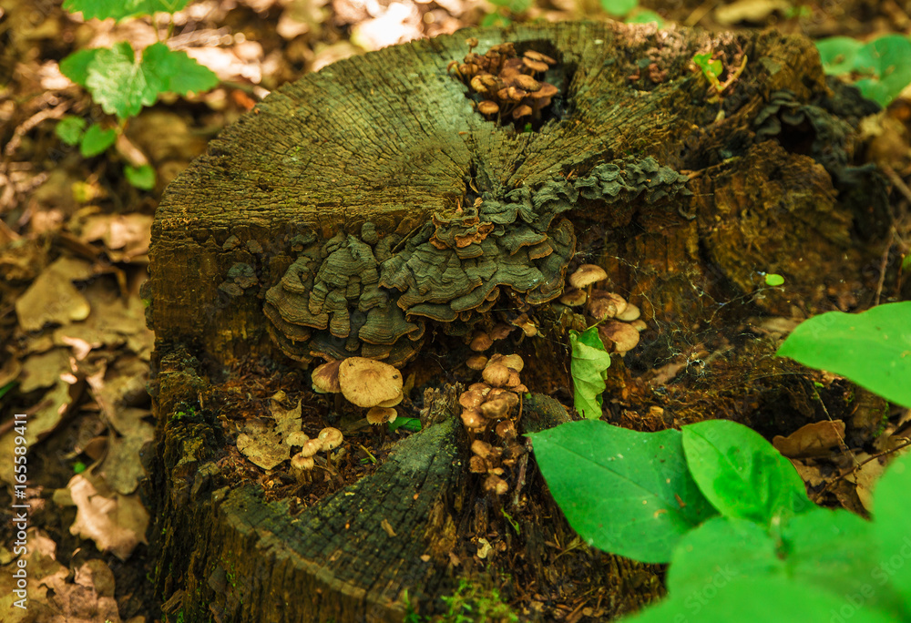  mushrooms on stump