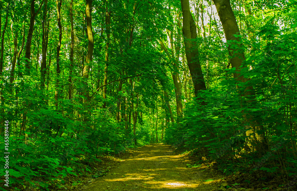 Obraz premium Droga przez las