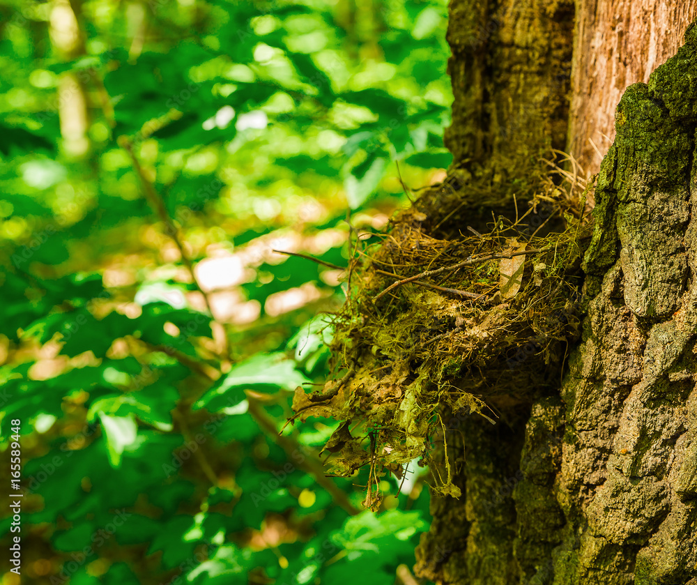 Obraz premium forest bird's nest