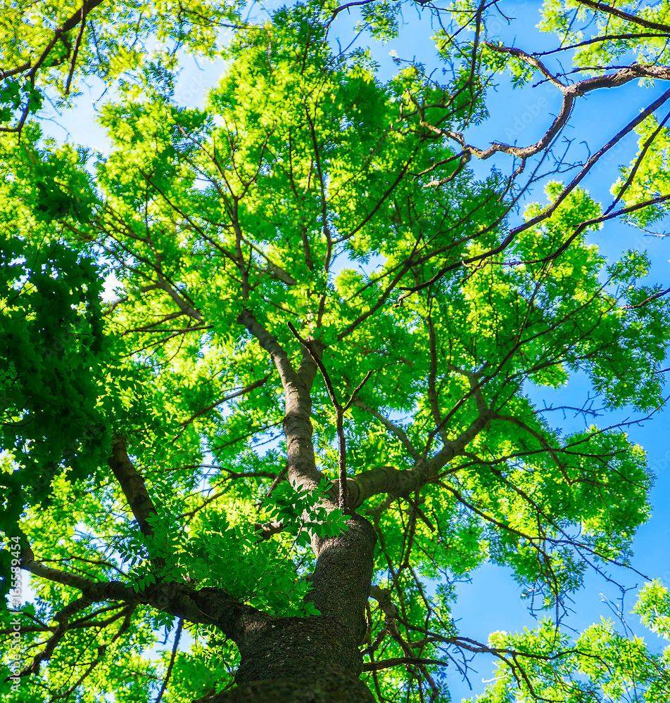 Fototapeta premium view under a tree