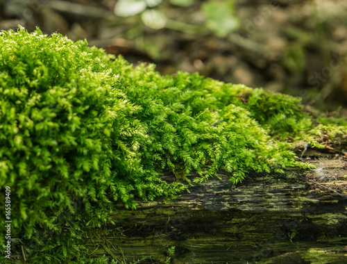 forest moss © gera85