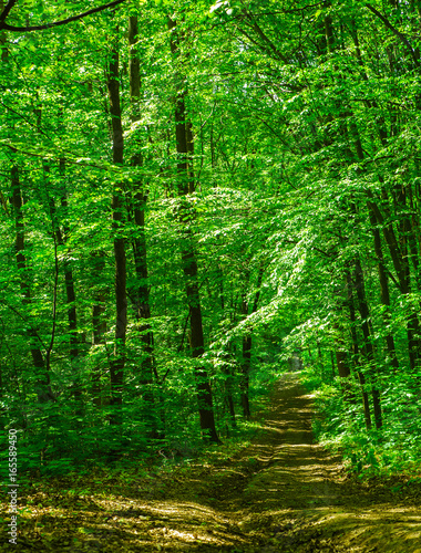 Road through the woods